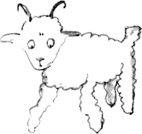 《小王子》插图